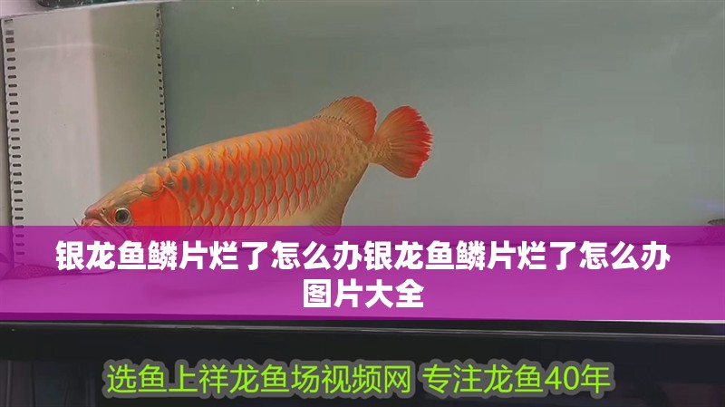 銀龍魚鱗片爛了怎么辦銀龍魚鱗片爛了怎么辦圖片大全