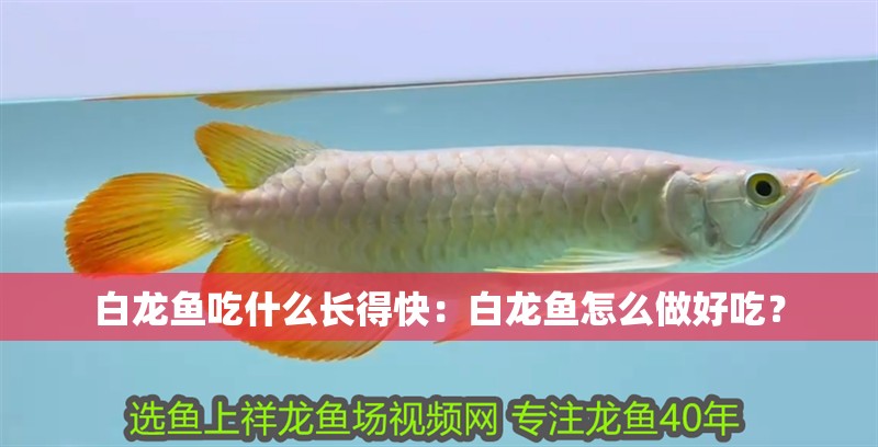 白龍魚(yú)吃什么長(zhǎng)得快：白龍魚(yú)怎么做好吃？
