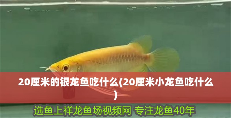 20厘米的銀龍魚吃什么(20厘米小龍魚吃什么)