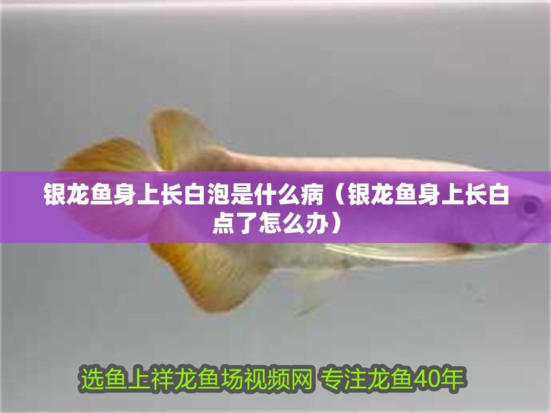 銀龍魚身上長白泡是什么病（銀龍魚身上長白點了怎么辦）