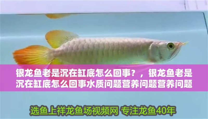 銀龍魚老是沉在缸底怎么回事？，銀龍魚老是沉在缸底怎么回事水質(zhì)問題營養(yǎng)問題營養(yǎng)問題