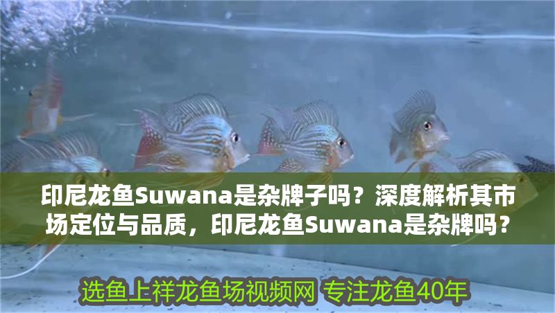 印尼龍魚Suwana是雜牌子嗎？深度解析其市場定位與品質，印尼龍魚Suwana是雜牌嗎？市場定位與品質全面解析