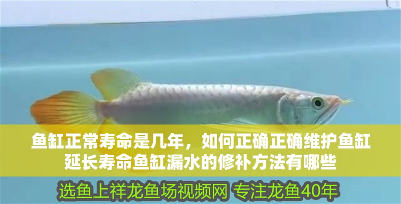 魚缸正常壽命是幾年，如何正確正確維護魚缸延長壽命魚缸漏水的修補方法有哪些