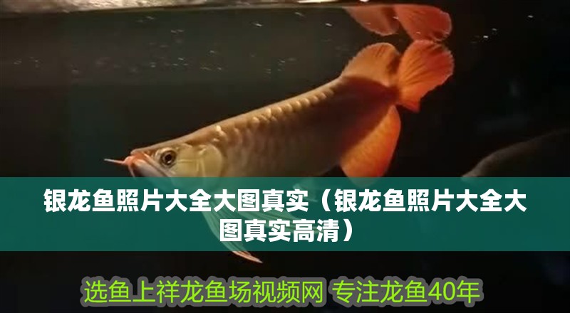 銀龍魚照片大全大圖真實(shí)（銀龍魚照片大全大圖真實(shí)高清）
