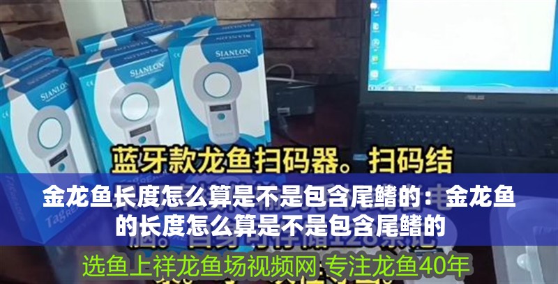 金龍魚長度怎么算是不是包含尾鰭的：金龍魚的長度怎么算是不是包含尾鰭的
