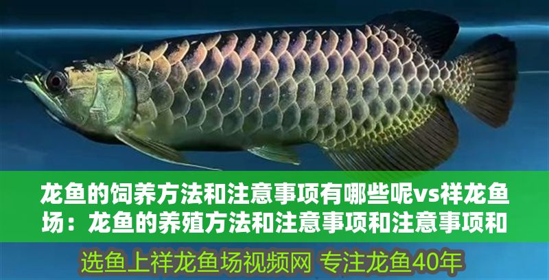龍魚的飼養方法和注意事項有哪些呢vs祥龍魚場：龍魚的養殖方法和注意事項和注意事項和注意事項和注意事項