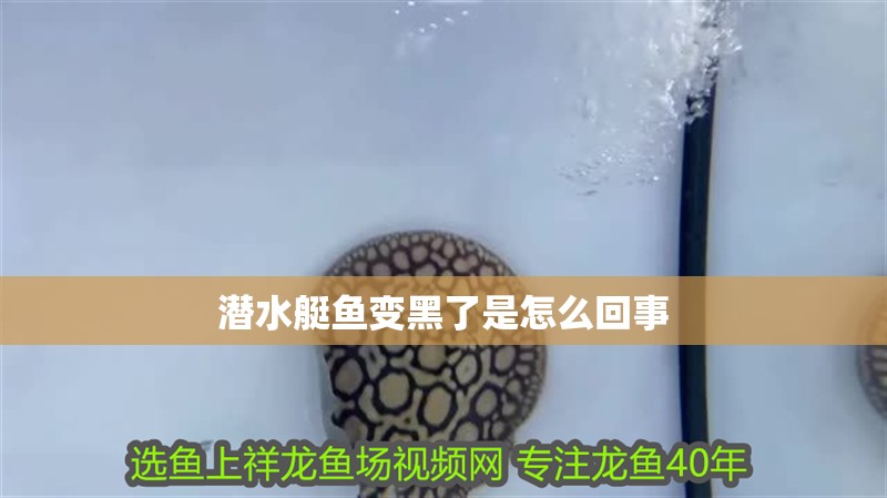 潛水艇魚變黑了是怎么回事