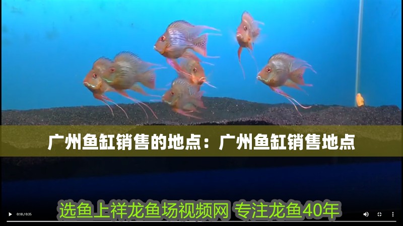 廣州魚缸銷售的地點：廣州魚缸銷售地點