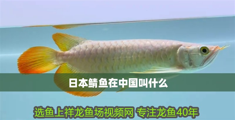 日本鯖魚在中國叫什么