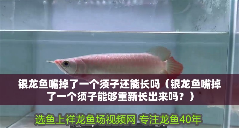 銀龍魚嘴掉了一個(gè)須子還能長(zhǎng)嗎（銀龍魚嘴掉了一個(gè)須子能夠重新長(zhǎng)出來嗎？） 銀龍魚嘴掉了一個(gè)須子還能長(zhǎng)嗎（銀龍魚嘴掉了一個(gè)須子能夠重新長(zhǎng)出來嗎？） 龍魚百科