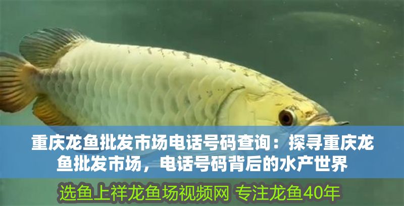 重慶龍魚批發(fā)市場電話號碼查詢：探尋重慶龍魚批發(fā)市場，電話號碼背后的水產(chǎn)世界