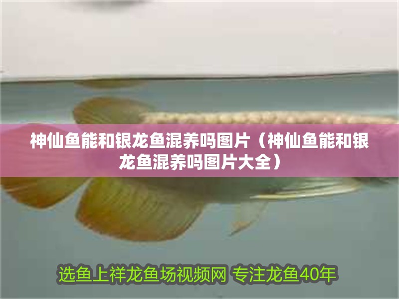 神仙魚能和銀龍魚混養(yǎng)嗎圖片（神仙魚能和銀龍魚混養(yǎng)嗎圖片大全） 神仙魚能和銀龍魚混養(yǎng)嗎圖片（神仙魚能和銀龍魚混養(yǎng)嗎圖片大全） 銀龍魚百科