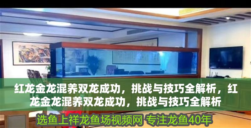 紅龍金龍混養雙龍成功，挑戰與技巧全解析，紅龍金龍混養雙龍成功，挑戰與技巧全解析