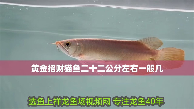 黃金招財貓魚二十二公分左右一般幾