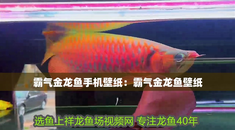 霸氣金龍魚手機壁紙：霸氣金龍魚壁紙