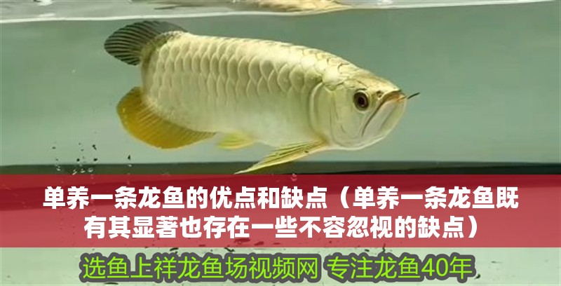 單養一條龍魚的優點和缺點（單養一條龍魚既有其顯著也存在一些不容忽視的缺點）