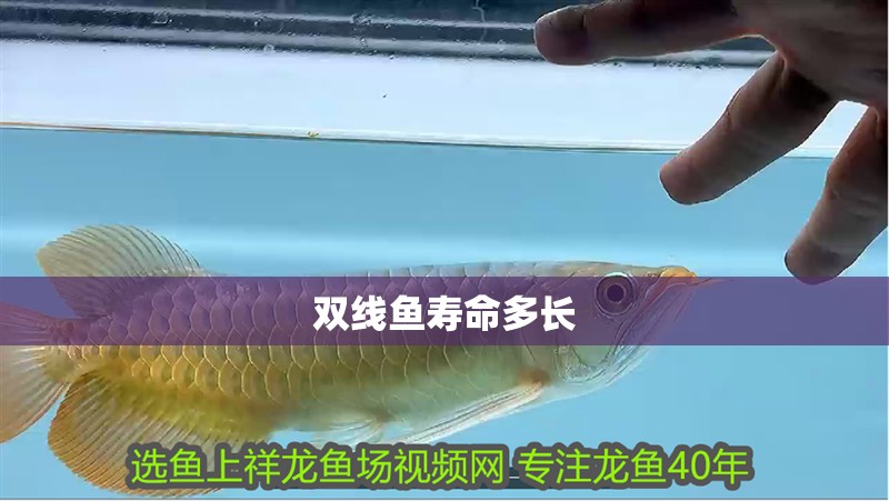 雙線魚壽命多長(zhǎng)