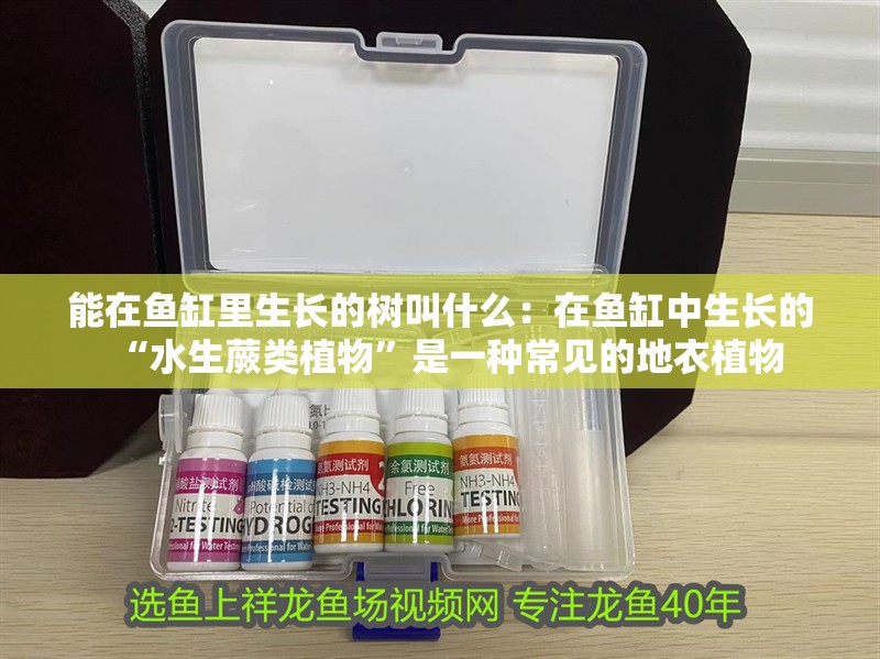 能在魚缸里生長的樹叫什么：在魚缸中生長的“水生蕨類植物”是一種常見的地衣植物
