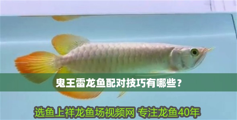 鬼王雷龍魚配對技巧有哪些？