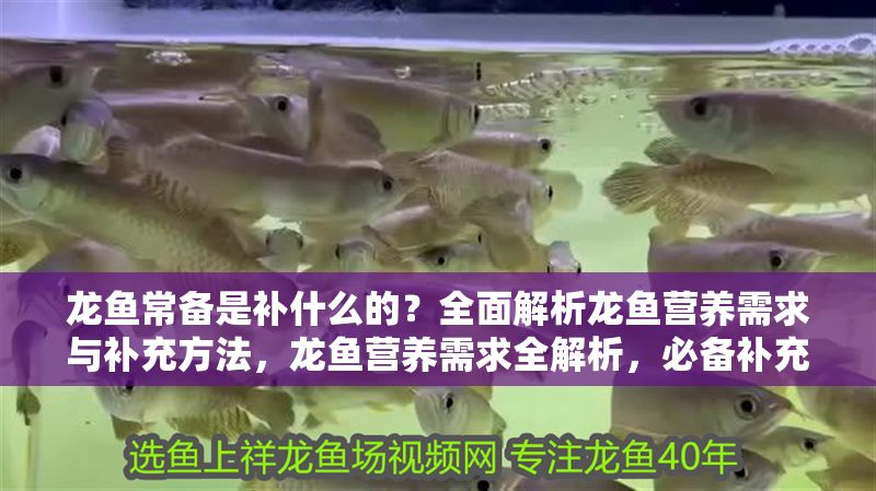 龍魚常備是補什么的？全面解析龍魚營養需求與補充方法，龍魚營養需求全解析，必備補充品及科學喂養指南