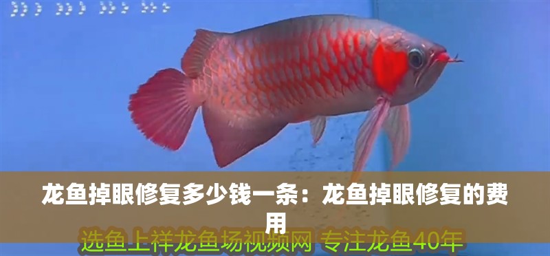 龍魚(yú)掉眼修復(fù)多少錢(qián)一條：龍魚(yú)掉眼修復(fù)的費(fèi)用