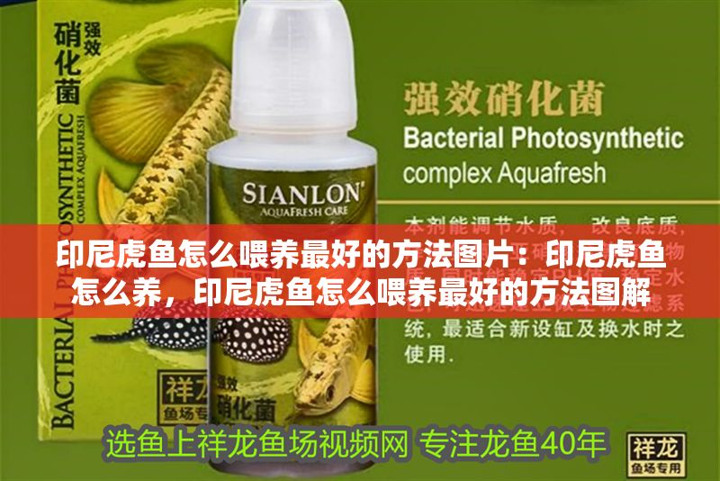 印尼虎魚怎么喂養最好的方法圖片：印尼虎魚怎么養，印尼虎魚怎么喂養最好的方法圖解