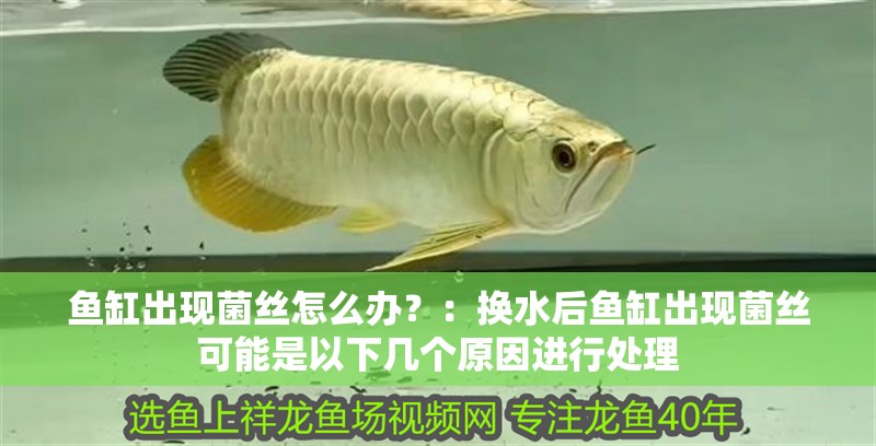 魚(yú)缸出現(xiàn)菌絲怎么辦？：換水后魚(yú)缸出現(xiàn)菌絲可能是以下幾個(gè)原因進(jìn)行處理