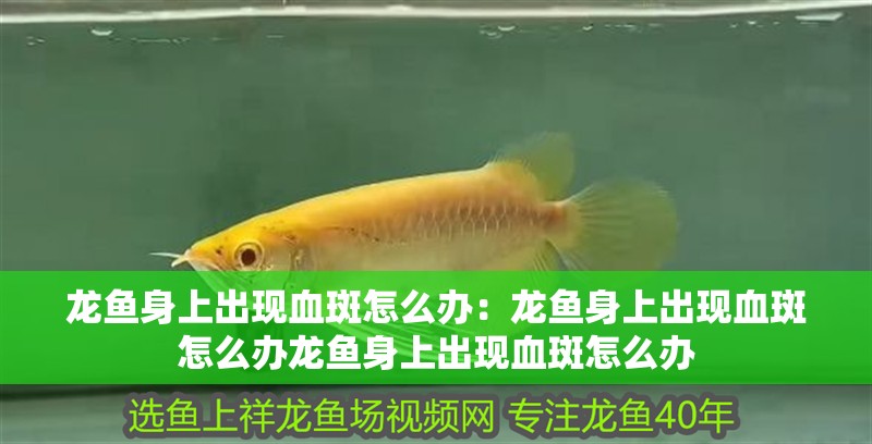 龍魚身上出現血斑怎么辦：龍魚身上出現血斑怎么辦龍魚身上出現血斑怎么辦
