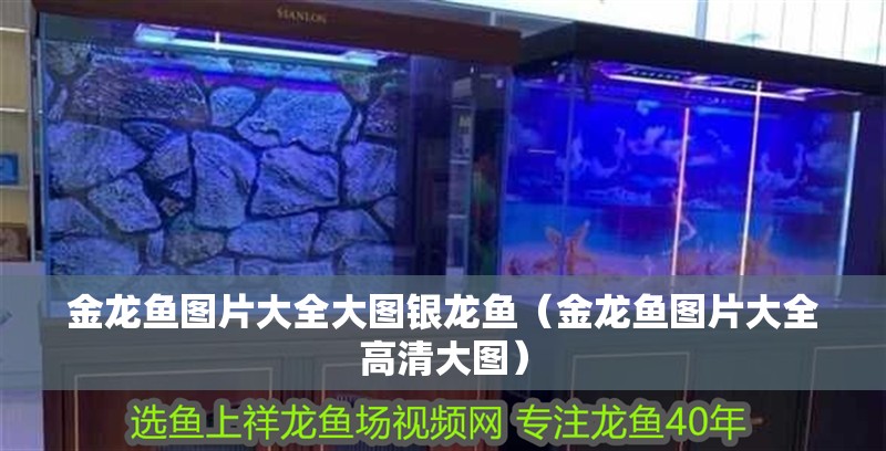 金龍魚圖片大全大圖銀龍魚（金龍魚圖片大全高清大圖）