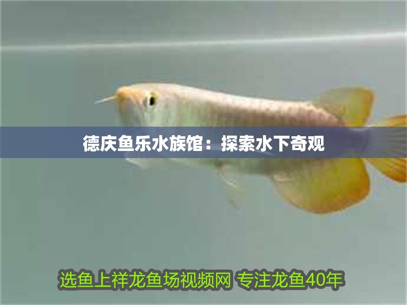 德慶魚樂水族館：探索水下奇觀