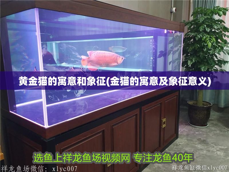 黃金貓的寓意和象征(金貓的寓意及象征意義)