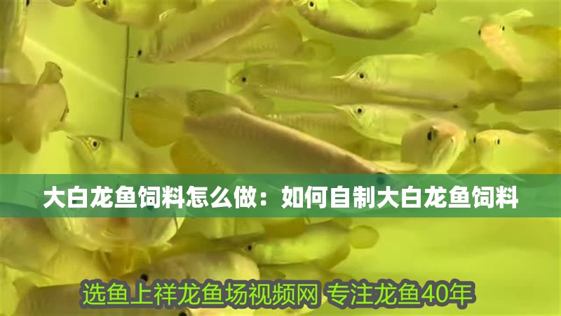 大白龍魚飼料怎么做：如何自制大白龍魚飼料