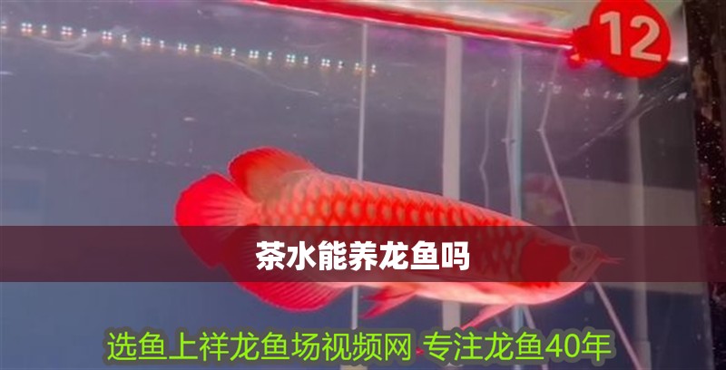 茶水能養龍魚嗎