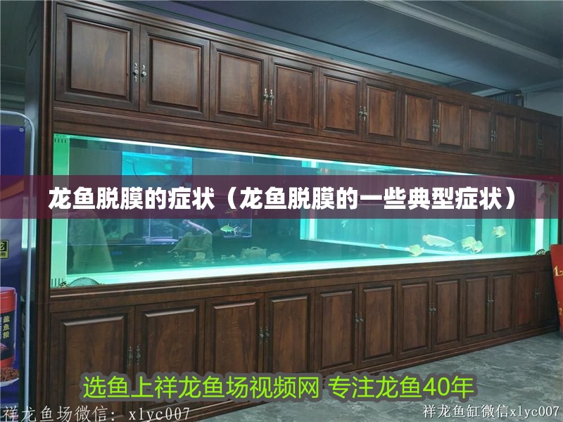 龍魚脫膜的癥狀（龍魚脫膜的一些典型癥狀）