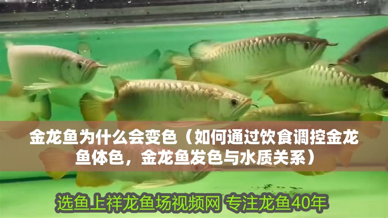 金龍魚為什么會(huì)變色（如何通過飲食調(diào)控金龍魚體色，金龍魚發(fā)色與水質(zhì)關(guān)系）