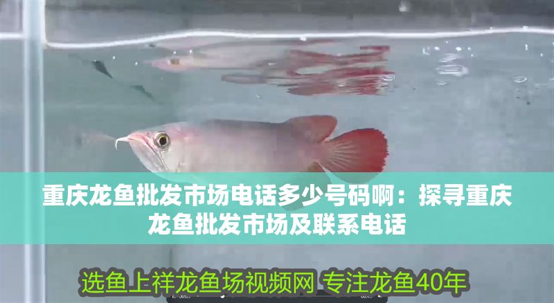 重慶龍魚批發市場電話多少號碼啊：探尋重慶龍魚批發市場及聯系電話