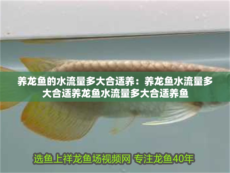 養龍魚的水流量多大合適養：養龍魚水流量多大合適養龍魚水流量多大合適養魚