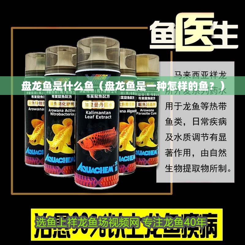 盤龍魚是什么魚（盤龍魚是一種怎樣的魚？）