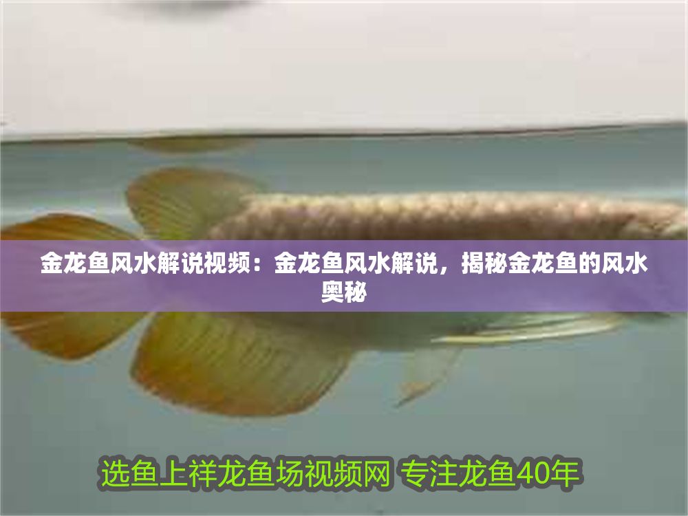 金龍魚風(fēng)水解說視頻：金龍魚風(fēng)水解說，揭秘金龍魚的風(fēng)水奧秘