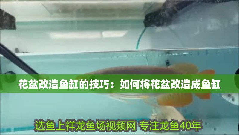 花盆改造魚缸的技巧：如何將花盆改造成魚缸