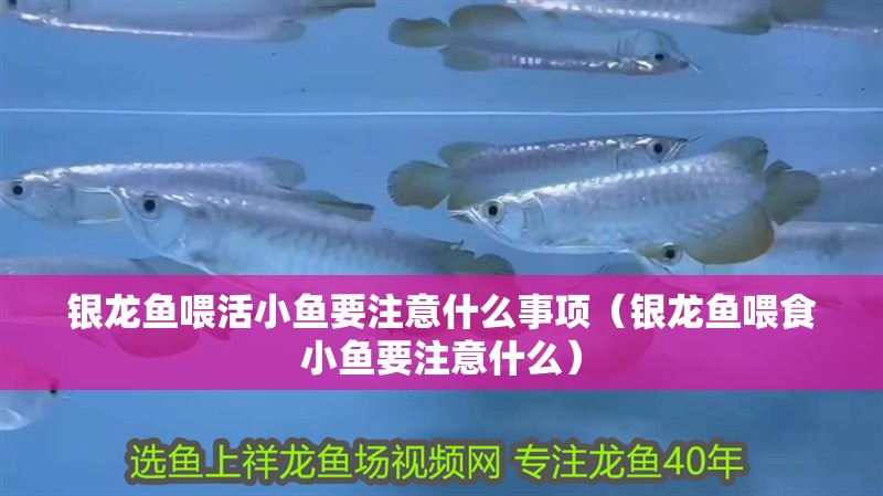 銀龍魚(yú)喂活小魚(yú)要注意什么事項(xiàng)（銀龍魚(yú)喂食小魚(yú)要注意什么）