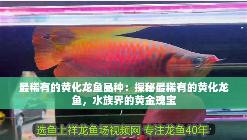 最稀有的黃化龍魚品種：探秘最稀有的黃化龍魚，水族界的黃金瑰寶