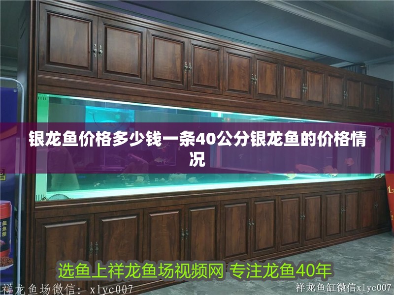 銀龍魚價格多少錢一條40公分銀龍魚的價格情況