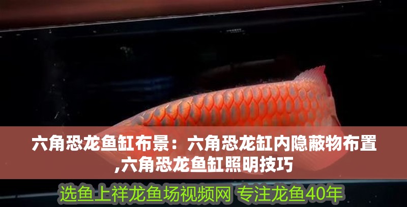 六角恐龍魚缸布景：六角恐龍缸內隱蔽物布置,六角恐龍魚缸照明技巧