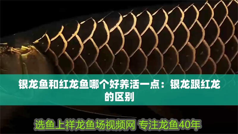 銀龍魚和紅龍魚哪個(gè)好養(yǎng)活一點(diǎn)：銀龍跟紅龍的區(qū)別