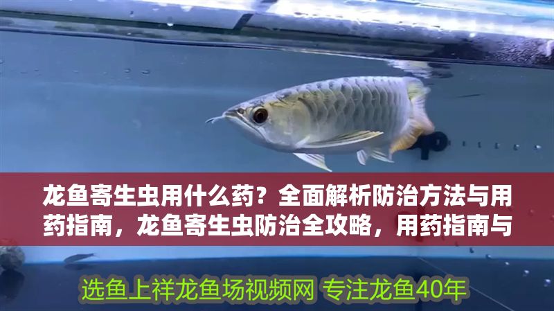 龍魚寄生蟲用什么藥？全面解析防治方法與用藥指南，龍魚寄生蟲防治全攻略，用藥指南與預防方法詳解