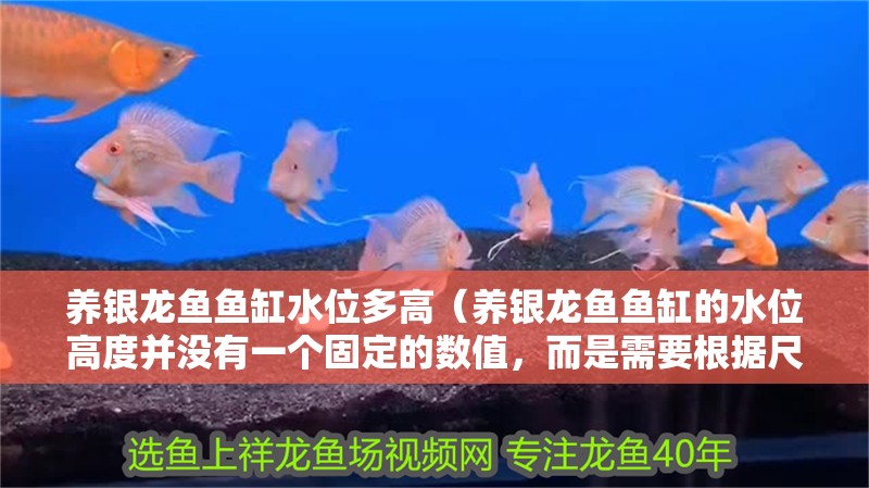 養銀龍魚魚缸水位多高（養銀龍魚魚缸的水位高度并沒有一個固定的數值，而是需要根據尺寸）