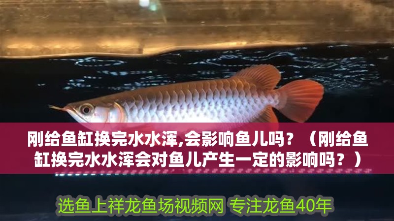 剛給魚缸換完水水渾,會影響魚兒嗎？（剛給魚缸換完水水渾會對魚兒產生一定的影響嗎？）