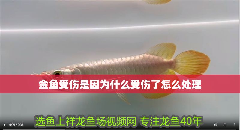 金魚受傷是因為什么受傷了怎么處理 金魚受傷是因為什么受傷了怎么處理 豬鼻龜百科 第2張