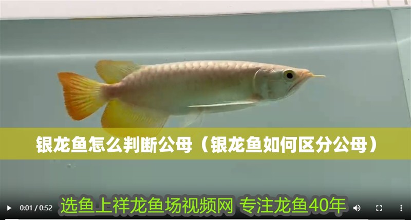 銀龍魚怎么判斷公母（銀龍魚如何區(qū)分公母）